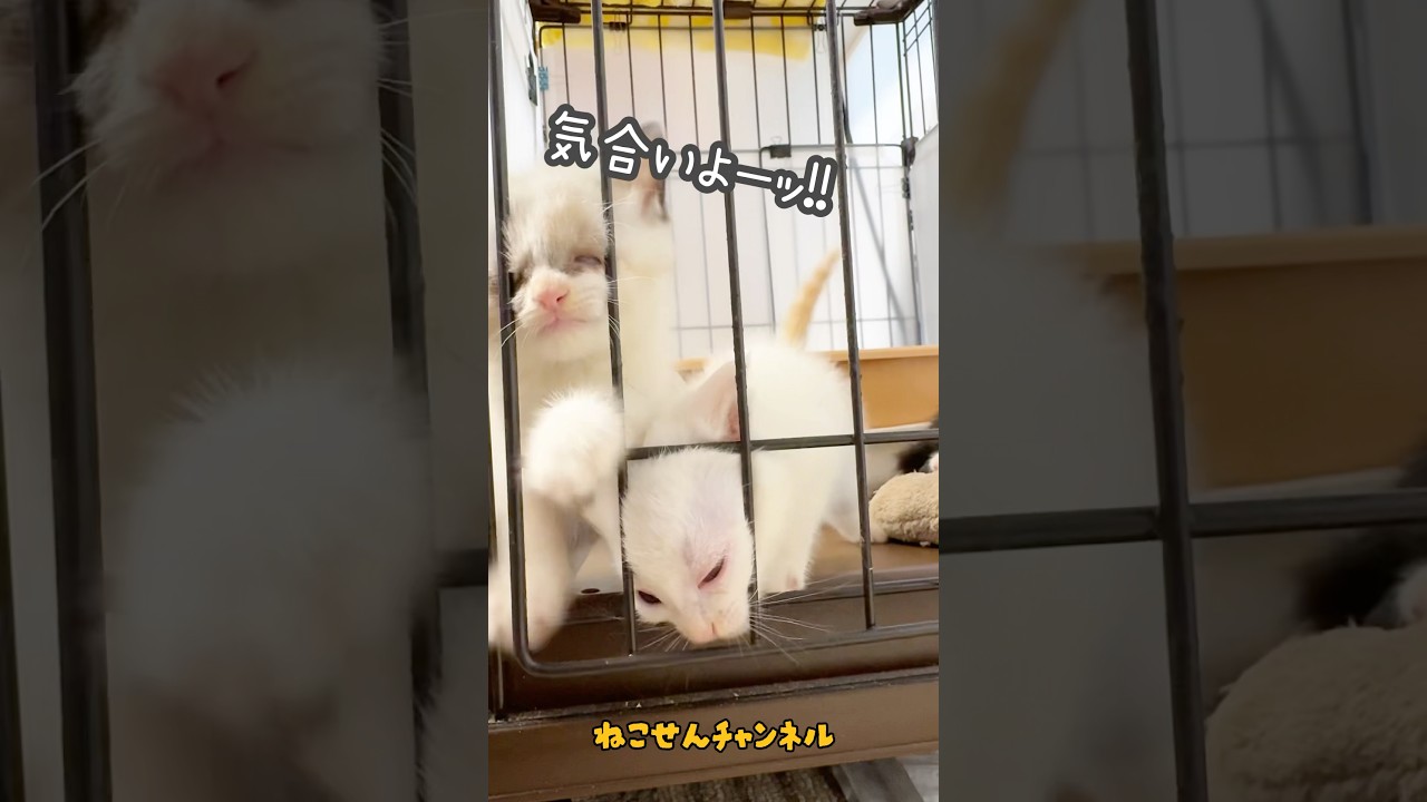 協力プレイで脱走！？子猫たち本気の脱走計画💨 | ねこせん
