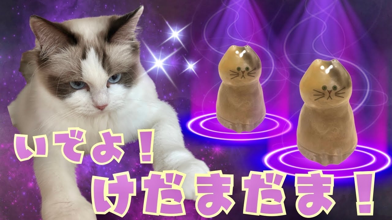 【うちの子のけだまだま】“ちゅーる独占計画”始動！ナナのしもべ、ついに覚醒 | あたち日記#16