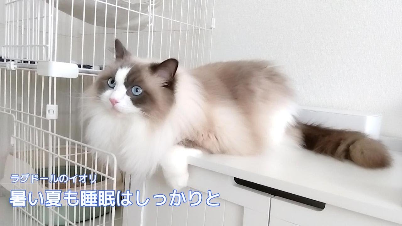 【ラグドール】暑い夏も睡眠はしっかりと
