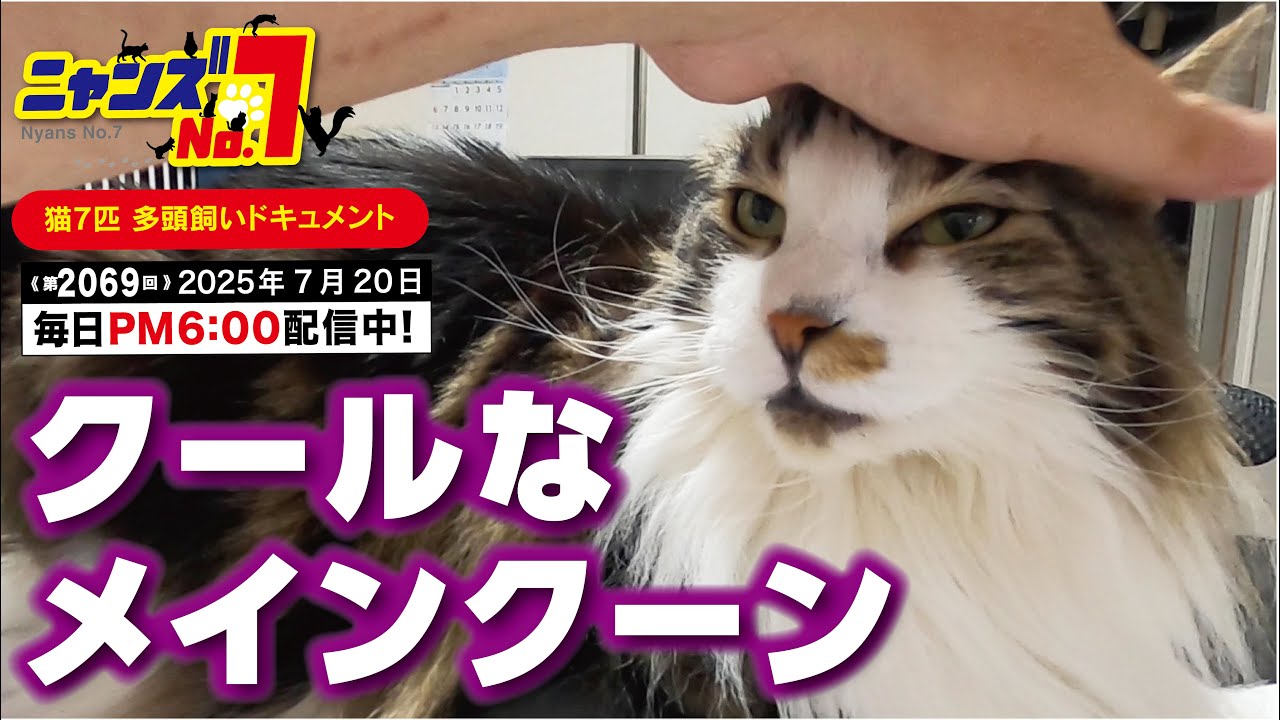 《第2069回》クールなメインクーン