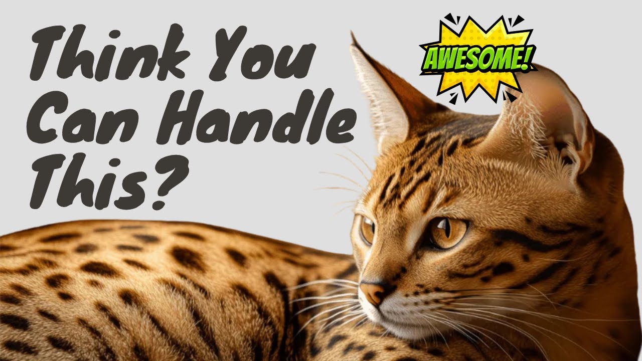 オシキャット種はどれくらい珍しいのでしょうか?