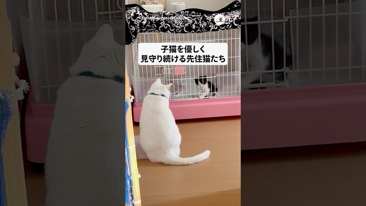 ひとりぼっちの子猫に3匹の先住猫が見せた“やさしさ“｜PECO