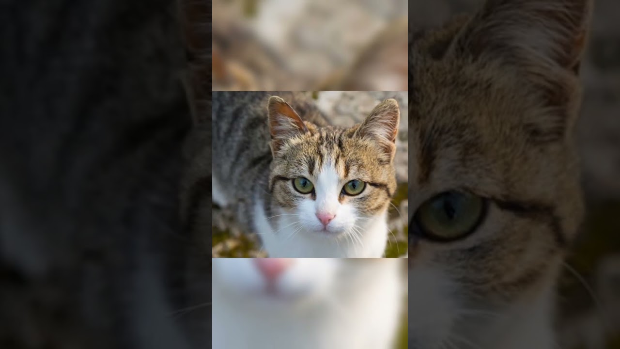 American Wirehair 🐱 #cats #animals #shorts