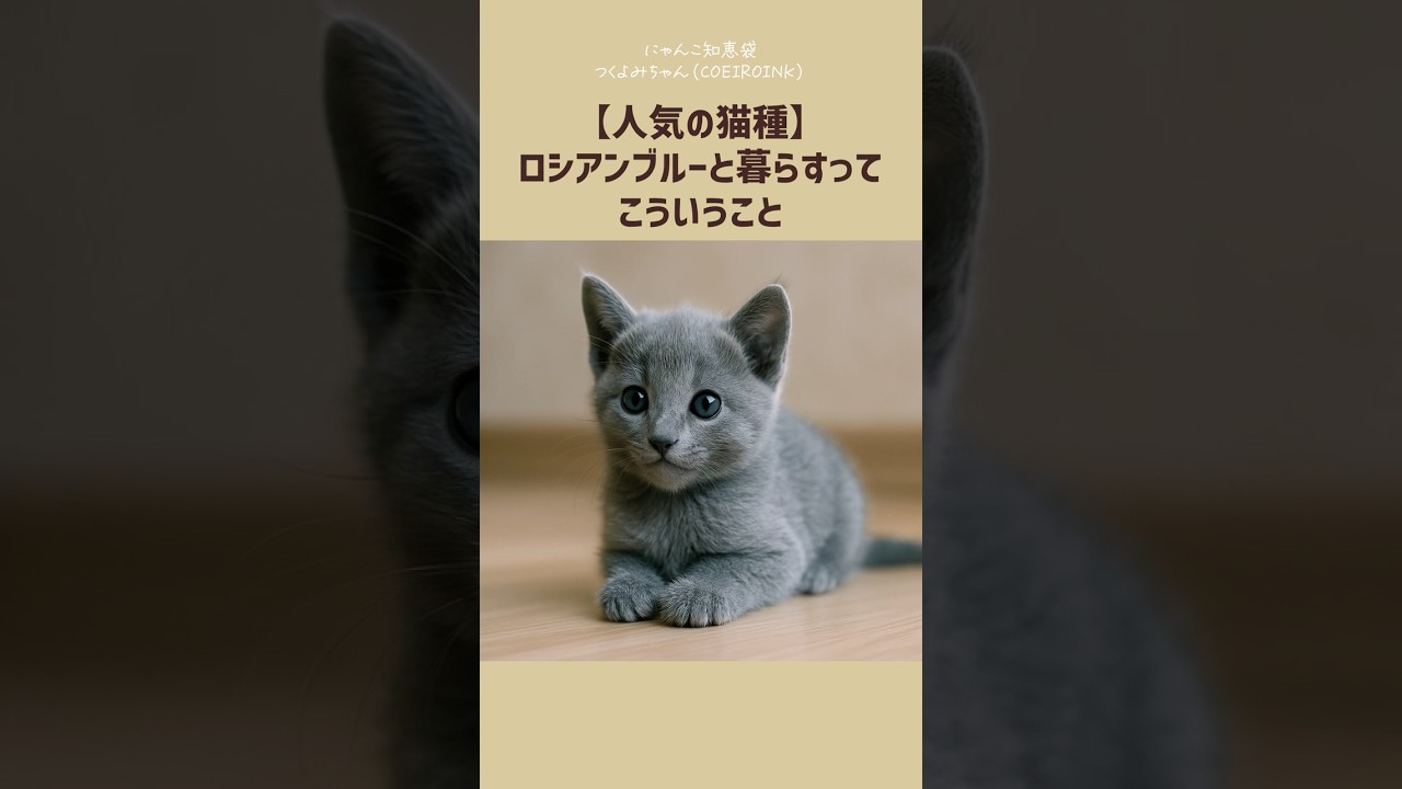 【人気の猫種】ロシアンブルーと暮らすって、こういうこと