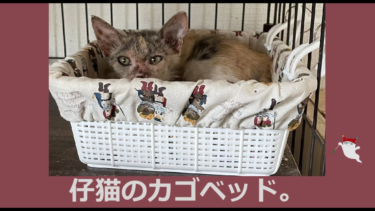 2025.07.19 仔猫のカゴベッド。