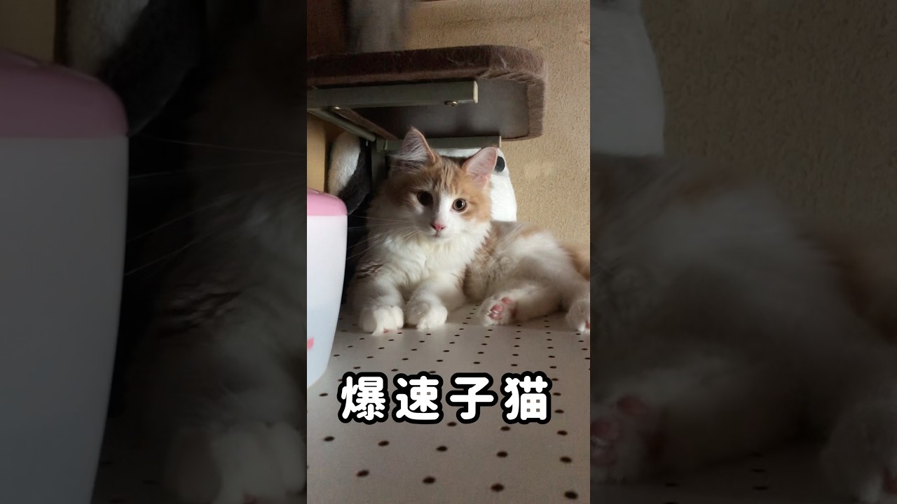 爆速子猫#shorts#子猫#メインクーン