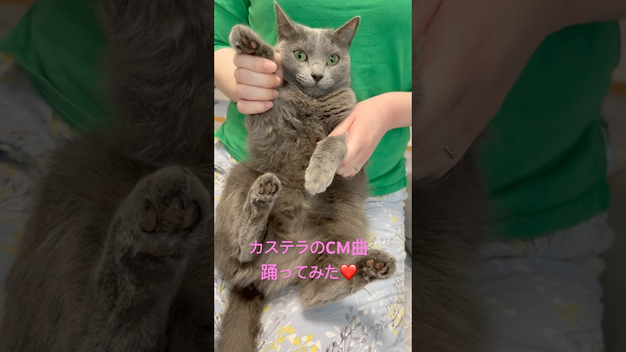 【猫ロシアンブルー】そらちゃん｢カステラのCM曲｣踊ってみた❤️ #shorts #russianblue #ロシアンブルー #かわいい猫 #可愛い猫