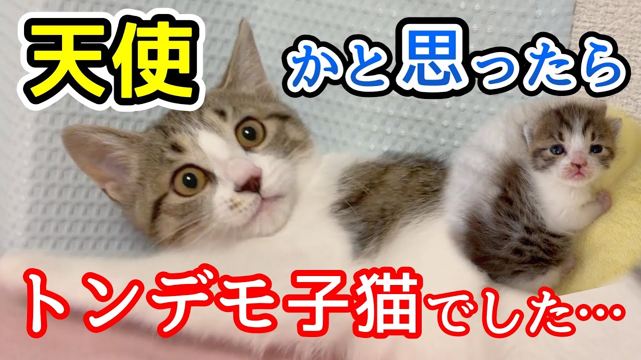天使かと思ったらトンデモ子猫だった件…先住猫にケンカを売るのでアレで対抗しました【保護子猫の成長記録】