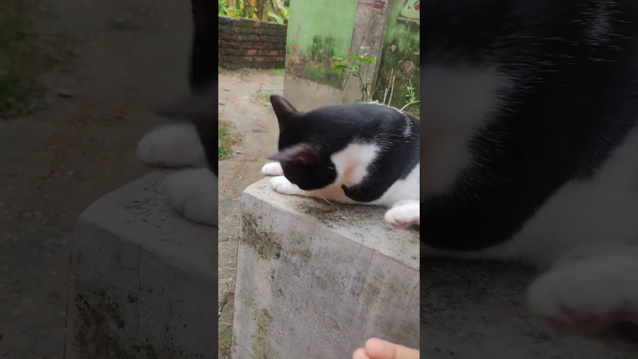 Cute meow meow meow #cat #cute #cute #子ネコ #好きな子猫 #cuteanimal #cute #赤ちゃん #cutepet #pets #turkishcat