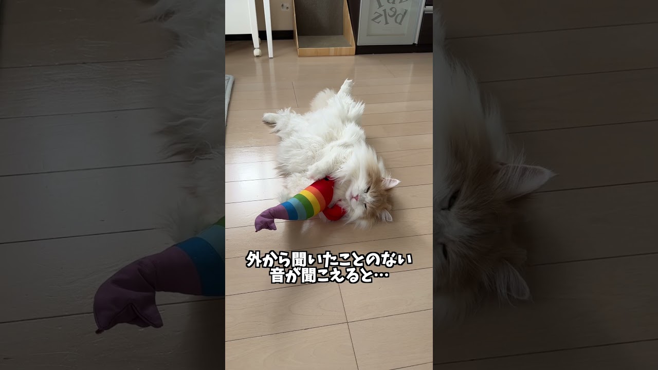 聞いたことない音にパニックになる猫 #shorts