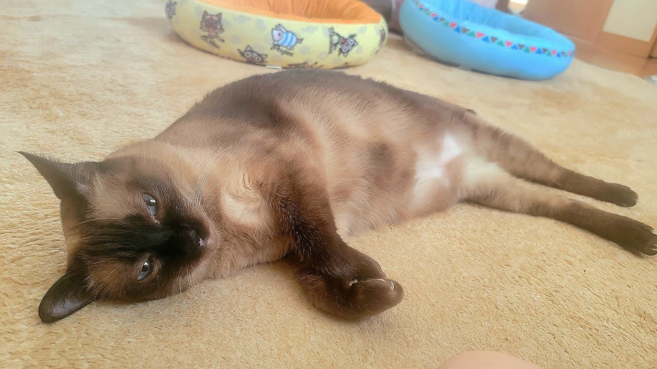 プリン色に染まったシャム猫に「プリン」って呼んだら激怒された🍮