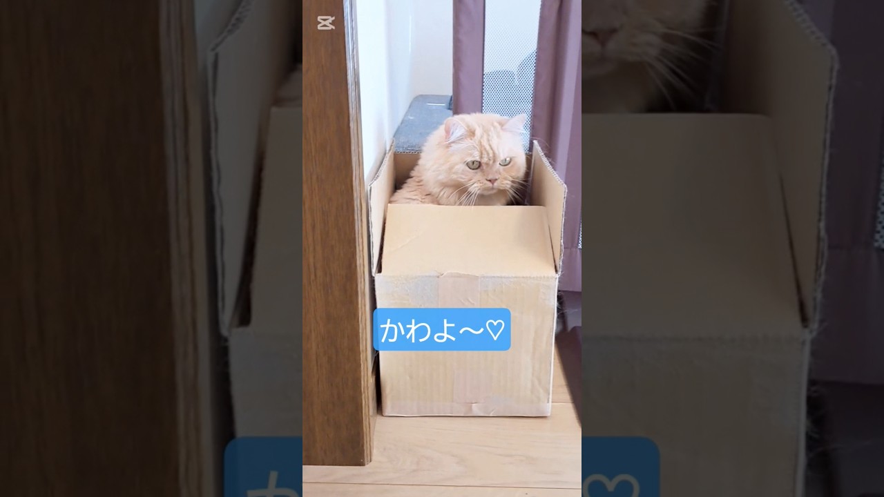 【保護猫】ちっちゃめの段ボールに顔だけ出している猫のサイズ感