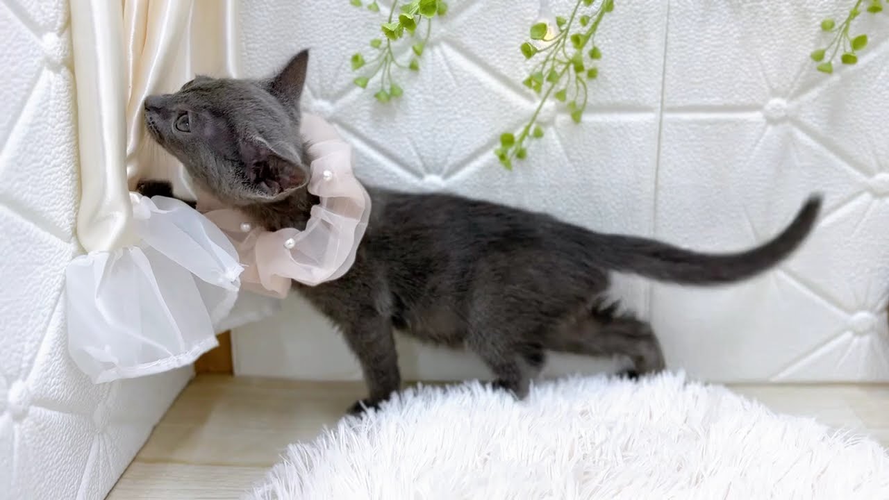 190385ロシアンブルー