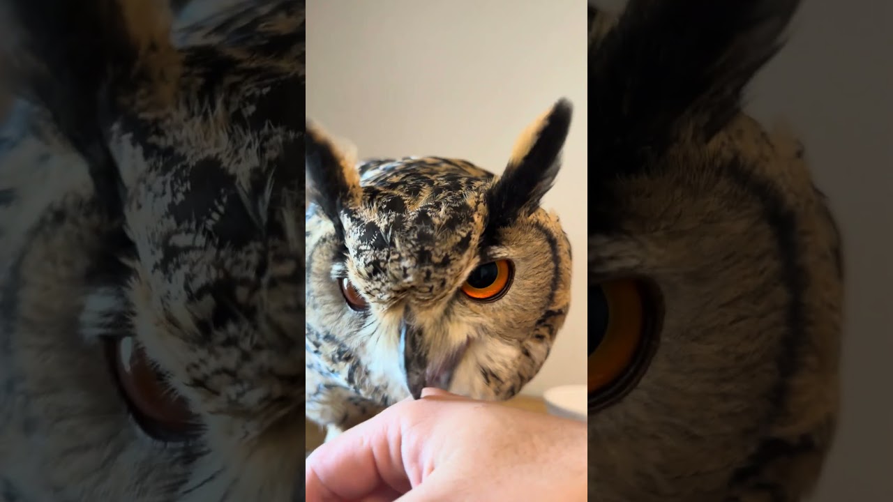 本日のふー Foo of the day 【ベンガルワシミミズク】 #owl #フクロウ #birds #animals #cute #wildlife #cat #pets #funny