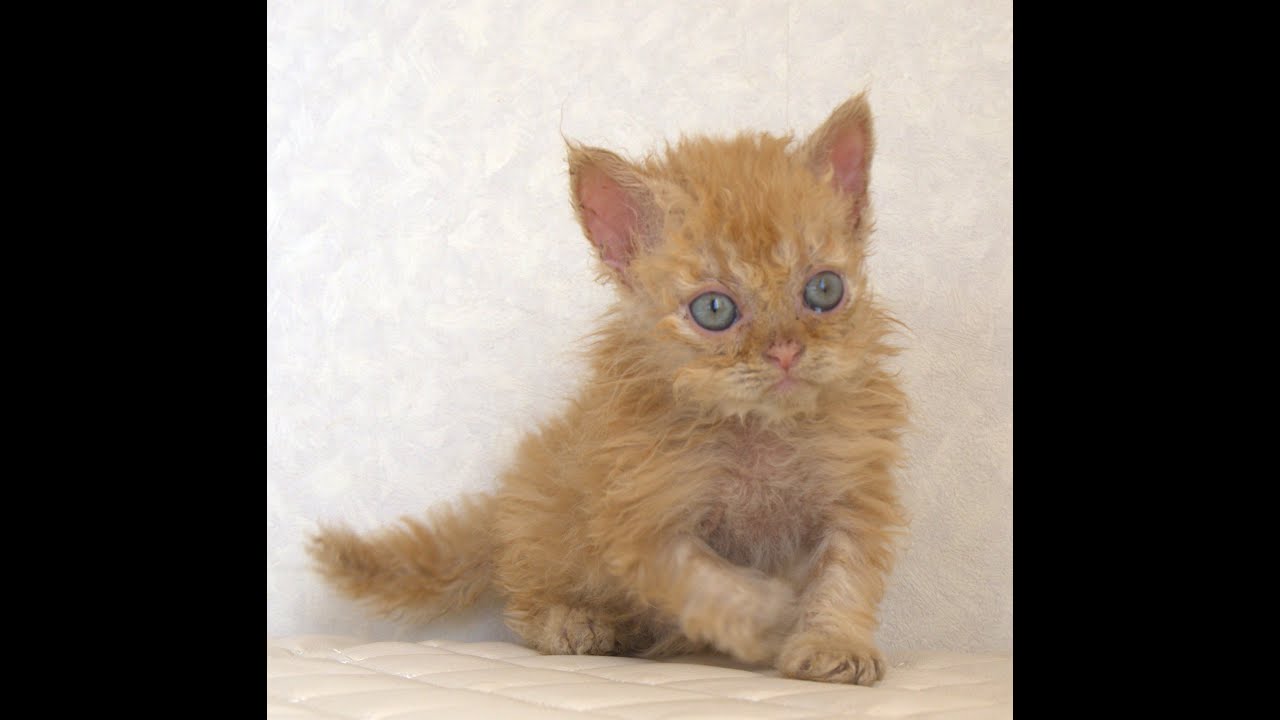 セルカークレックス子猫　Selkirk Rex　2025.5.28産まれ　レッドタビー　巻き毛　セミロング　男の子　シーダキャット猫のお店