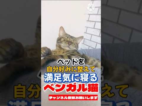 【ベンガル猫】ベッドを自分好みに整えて満足気に寝るベンガル猫 #shorts #ベンガル猫
