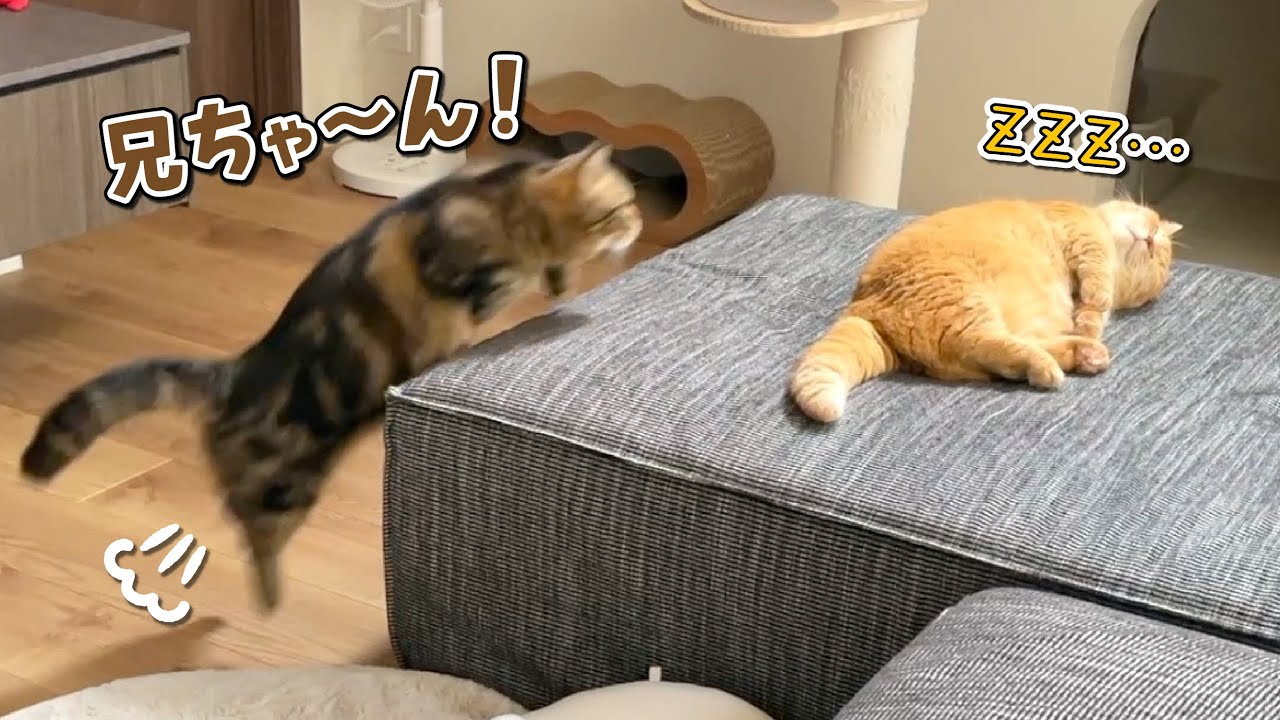 寝ている兄猫に構ってほしくて何度もちょっかいをかける弟猫が可愛すぎる！