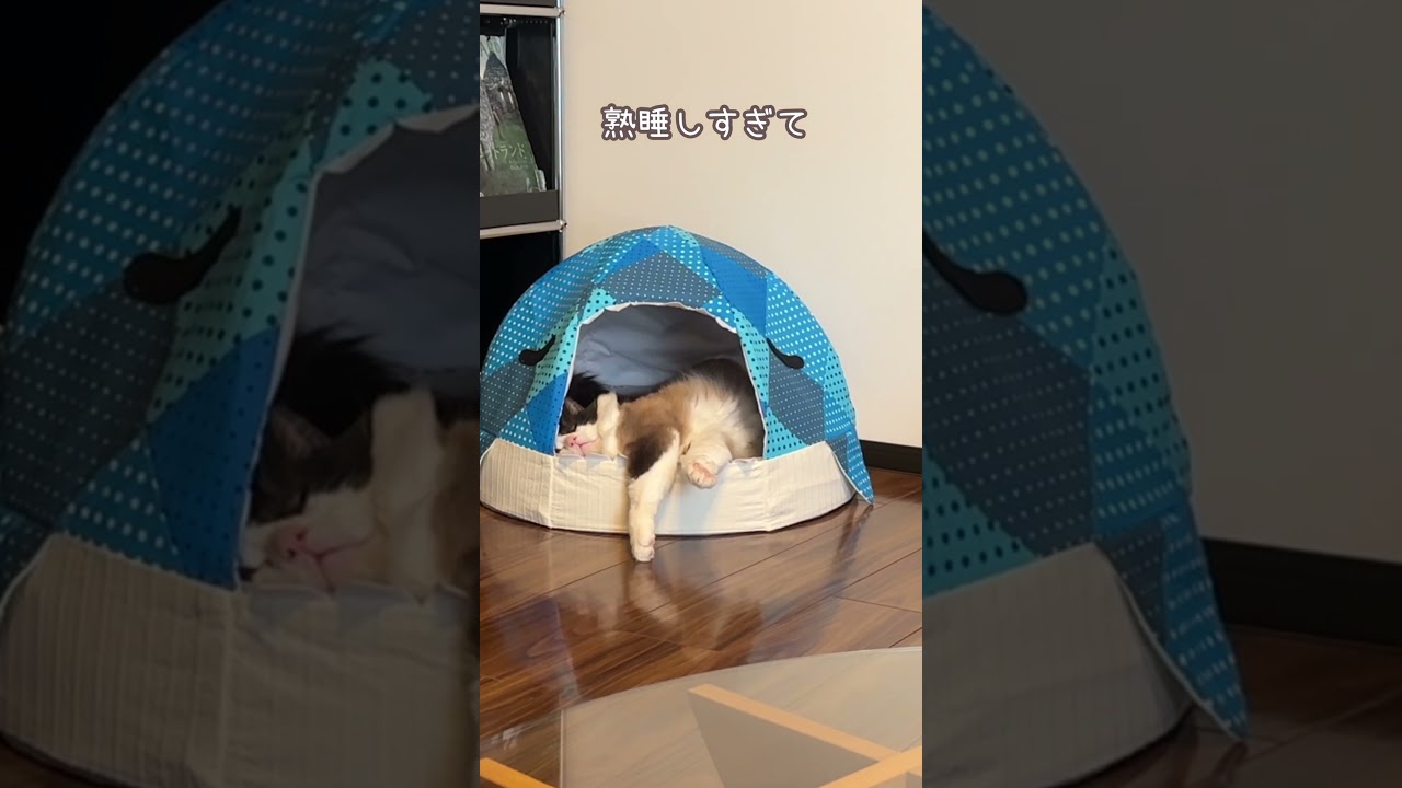 新しいベッドを献上★ #ラグドール #猫