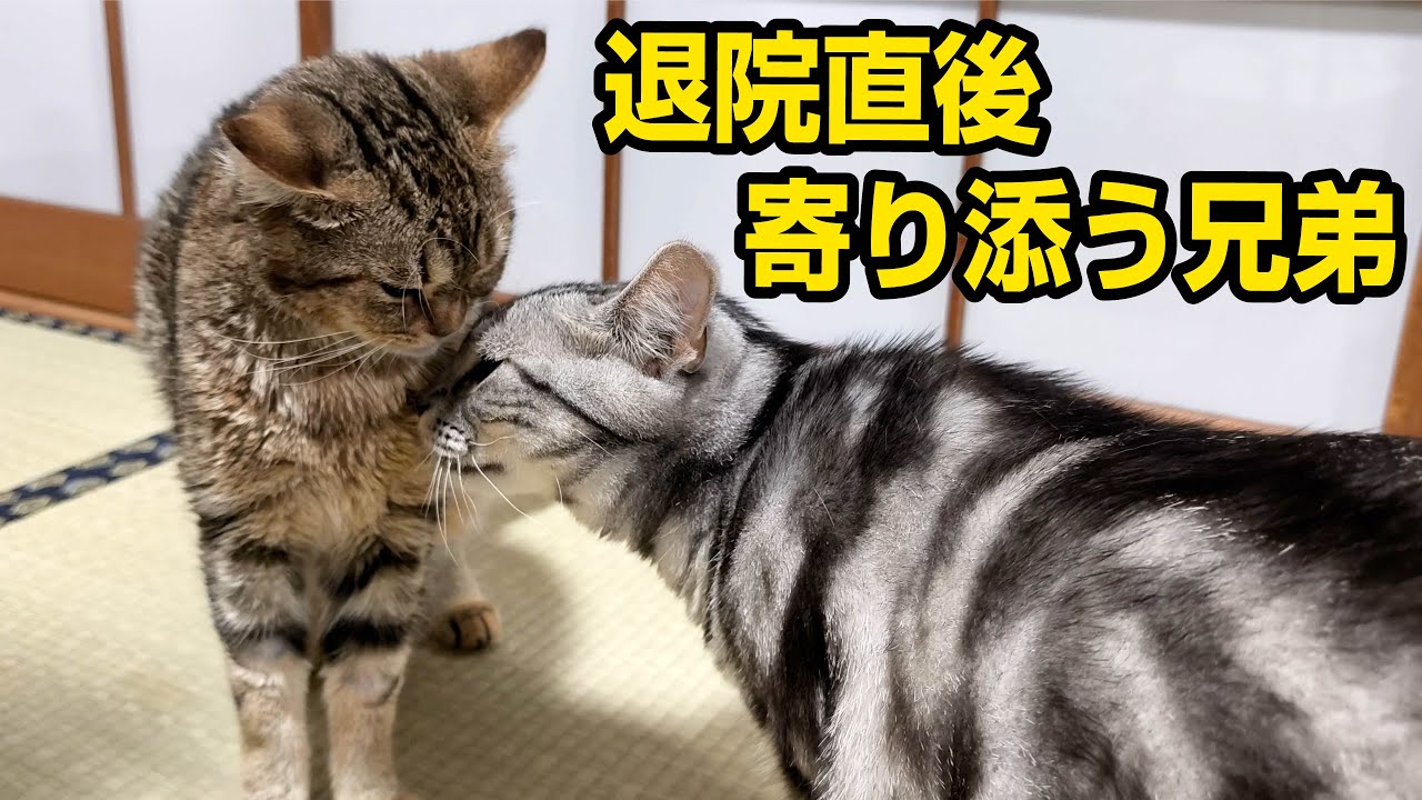 急性腎炎の猫、自宅治療の辛い処置に急変する。どうか生きて…