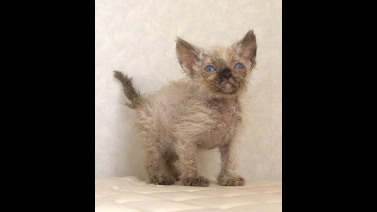 セルカークレックス子猫　Selkirk Rex　2025.5.28産まれ　シールポイント　巻き毛　女の子　シーダキャット猫のお店