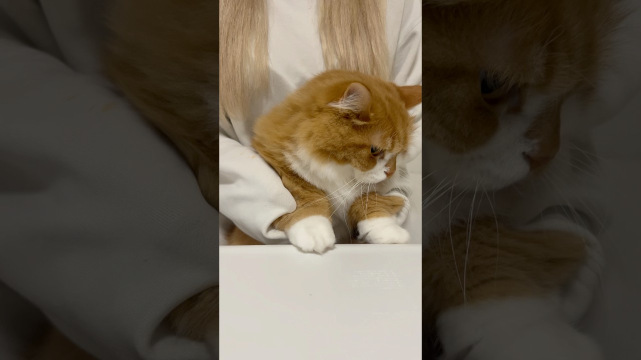 オレのおやつが…  #shorts #猫 #マンチカン #短足マンチカン #cat #munchkin
