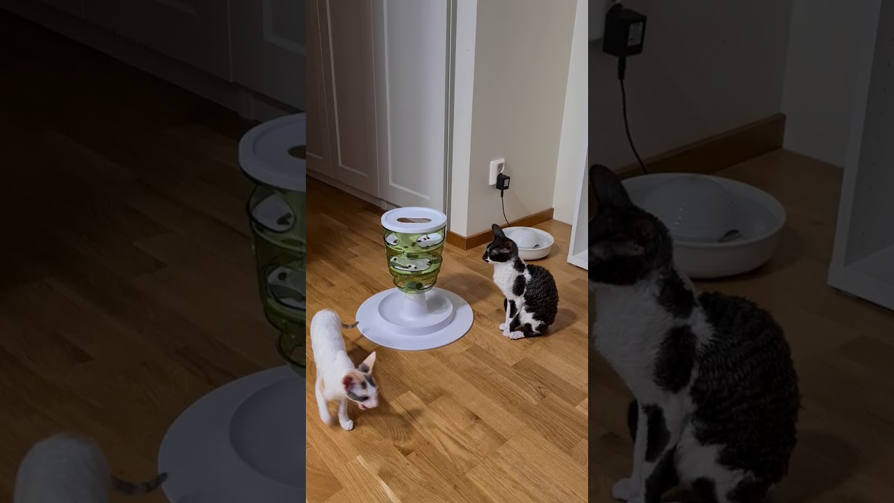 コーニッシュレックス、かわいい。　Cornish Rex! Kawaii!