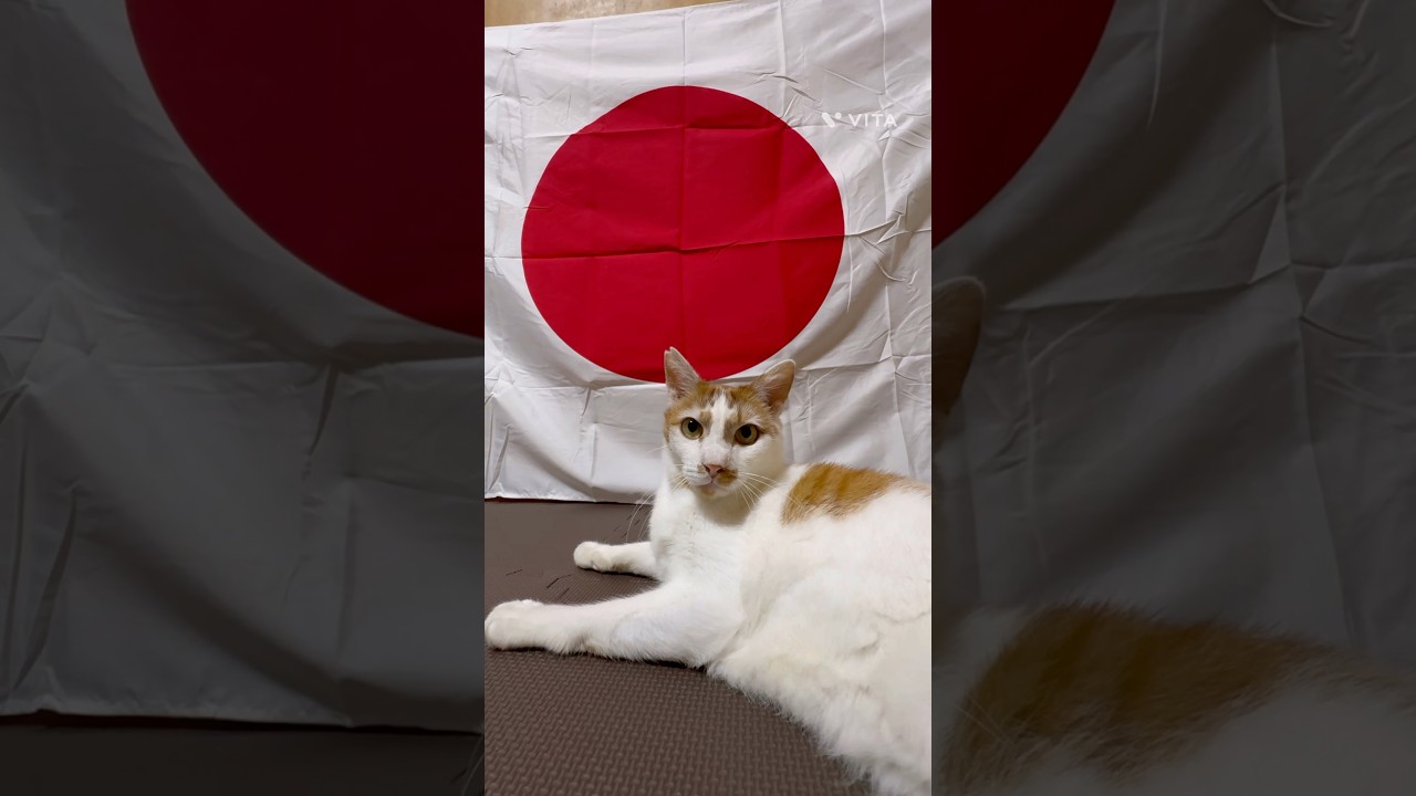 2025.7.19#たく#たく君#たくちゃん#日本猫#保護猫#日本#さくら猫
