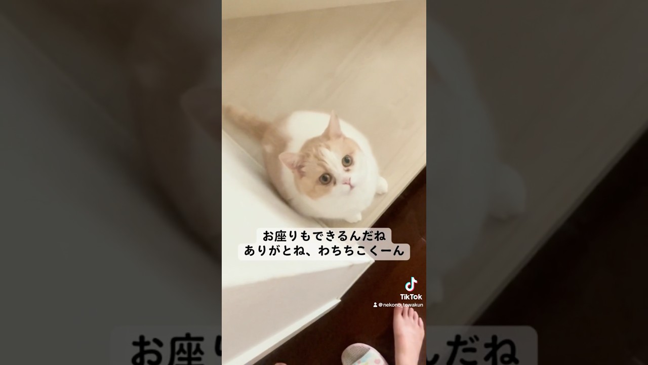 #ねこのいる生活 #猫 #保護猫 #スコティッシュフォールド