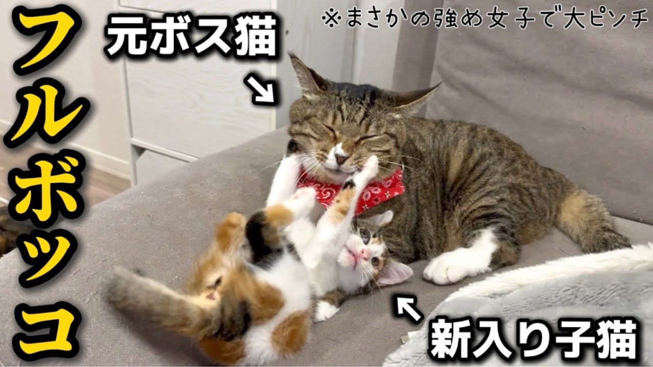 保護した子猫がまさかの強め女子で毎日ボコボコにされる元ボス猫