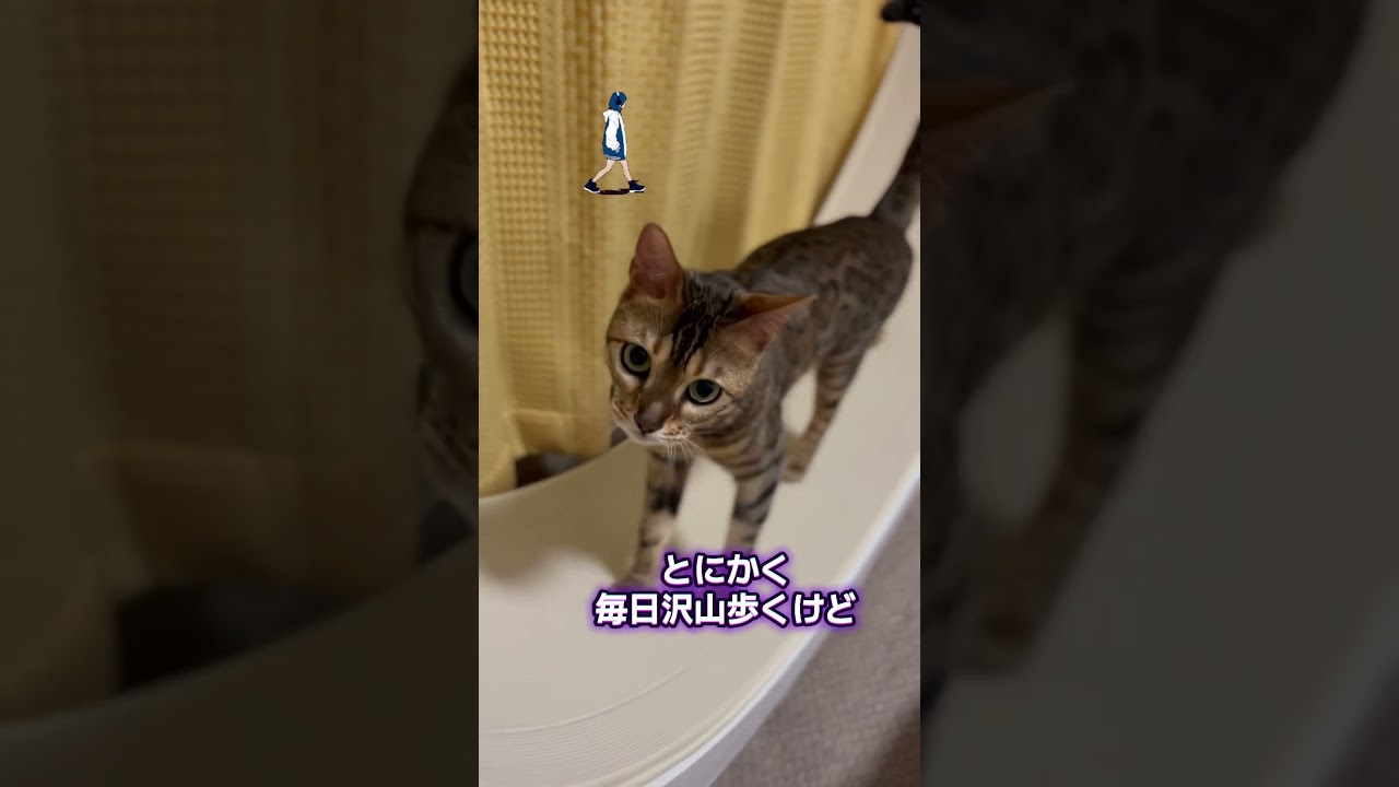 それ運動になってる？ #ベンガル #cat #猫 #bengalcat