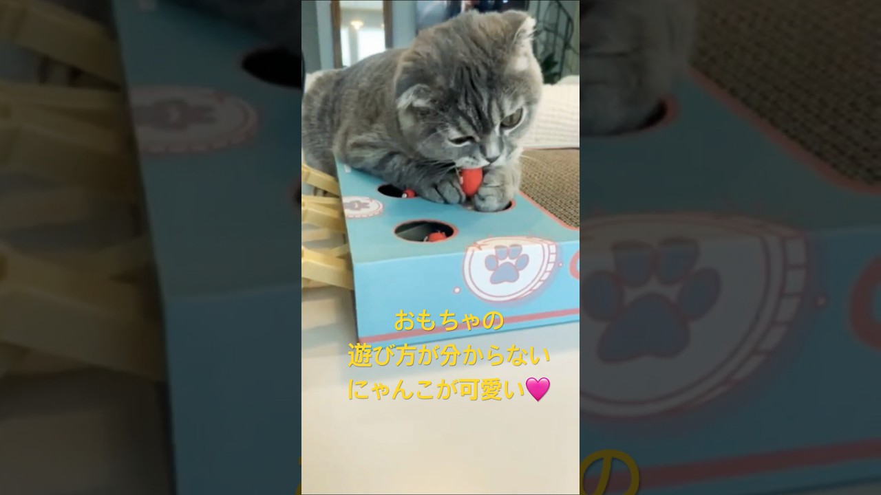 うちのにゃんこににこんなおもちゃ買ってみた！！！