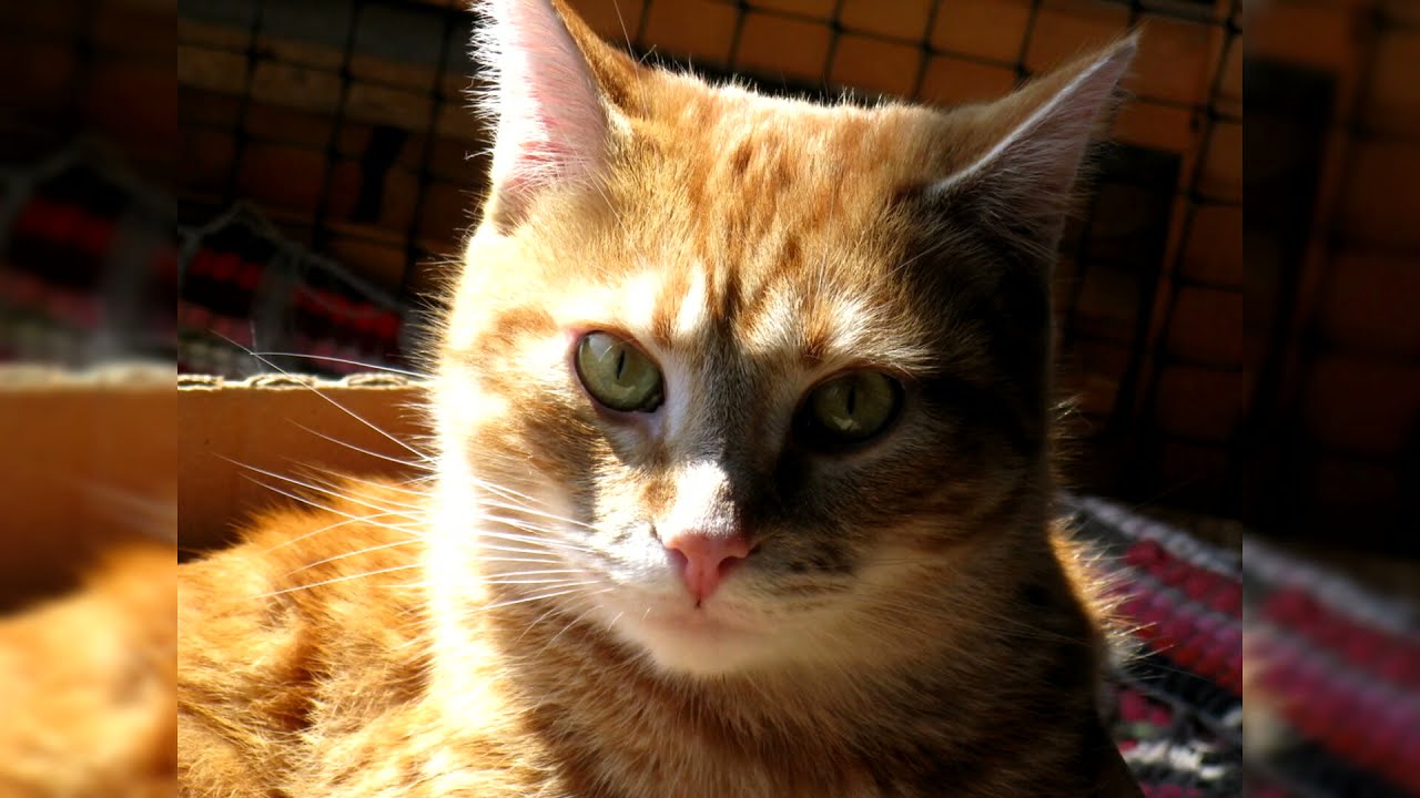 Manx chat. Avantages et inconvénients, Prix, Comment choisir, Faits, Soins, Histoire