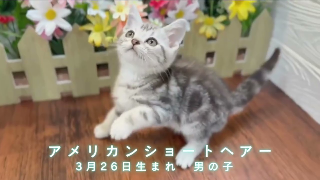 【飾磨店】アメリカンショートヘアー　3月26日生まれ男の子のご紹介♪