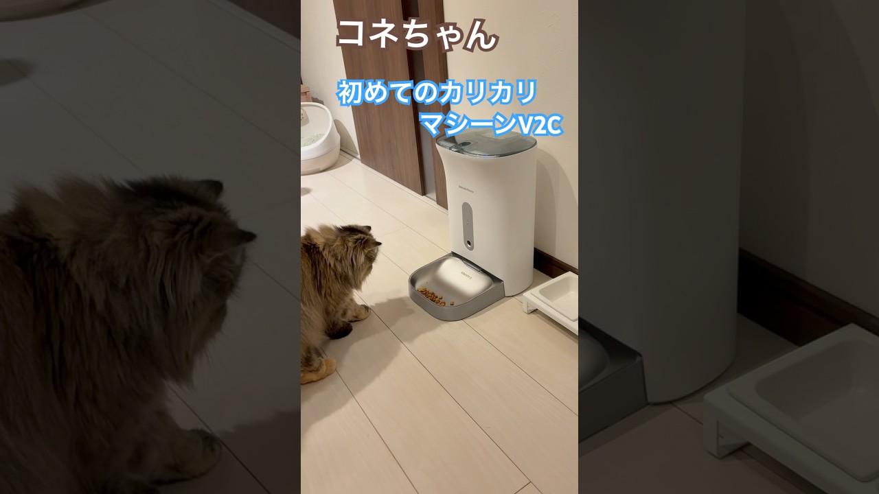 カリカリマシーンv2c  初めてのカリカリマシーン　スコティッシュフォールド　スコティッシュ長毛　スコティッシュ立耳　#すこてぃっしゅふぉーるど  #スコティッシュフォールド立ち耳　うちのこエレクト