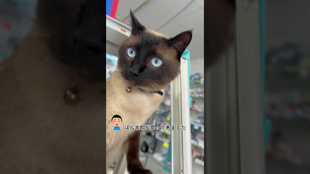 CS612 脚立に登る猫 #シャム猫