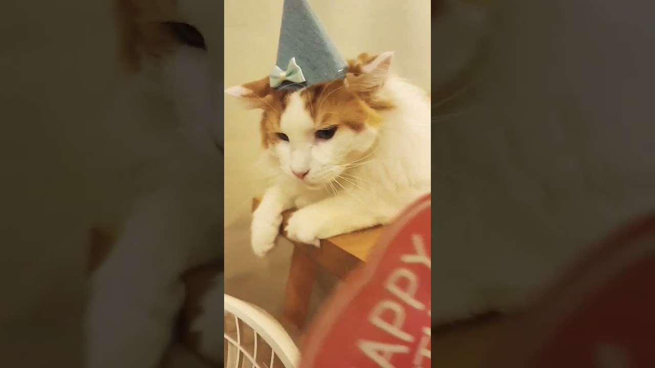 お誕生日前日 #メインクーン #猫 #猫のいる暮らし#cat #mainecoon #catlover​  #catshorts​ #cute​ #cutecat​ #fyp​