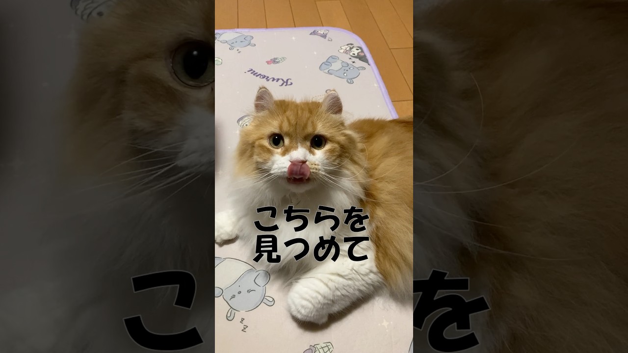 こちらを見つめてかたまると…  #cat #猫のいる暮らし #アメリカンカール