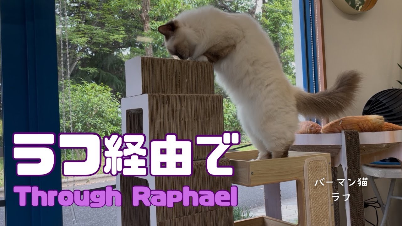 バーマン猫ラフとウリ【ラフ経由で】Through Raphael（バーマン猫）Birman/Cat