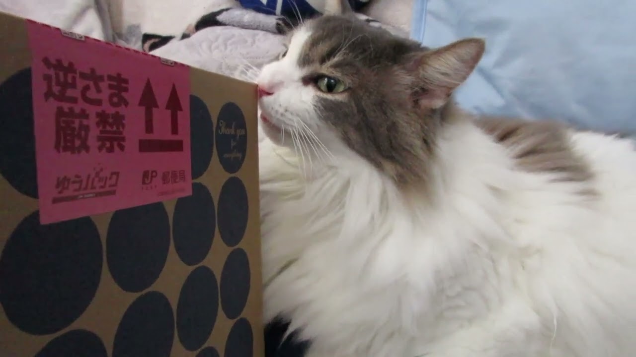 目指せモモ20歳だライアンちゃん🙀😃😸脳腫瘍に負けるなエール動画/羊毛フェルト人形手作りの眼の色にご注目＃ノルウェージャンフォレストキャット