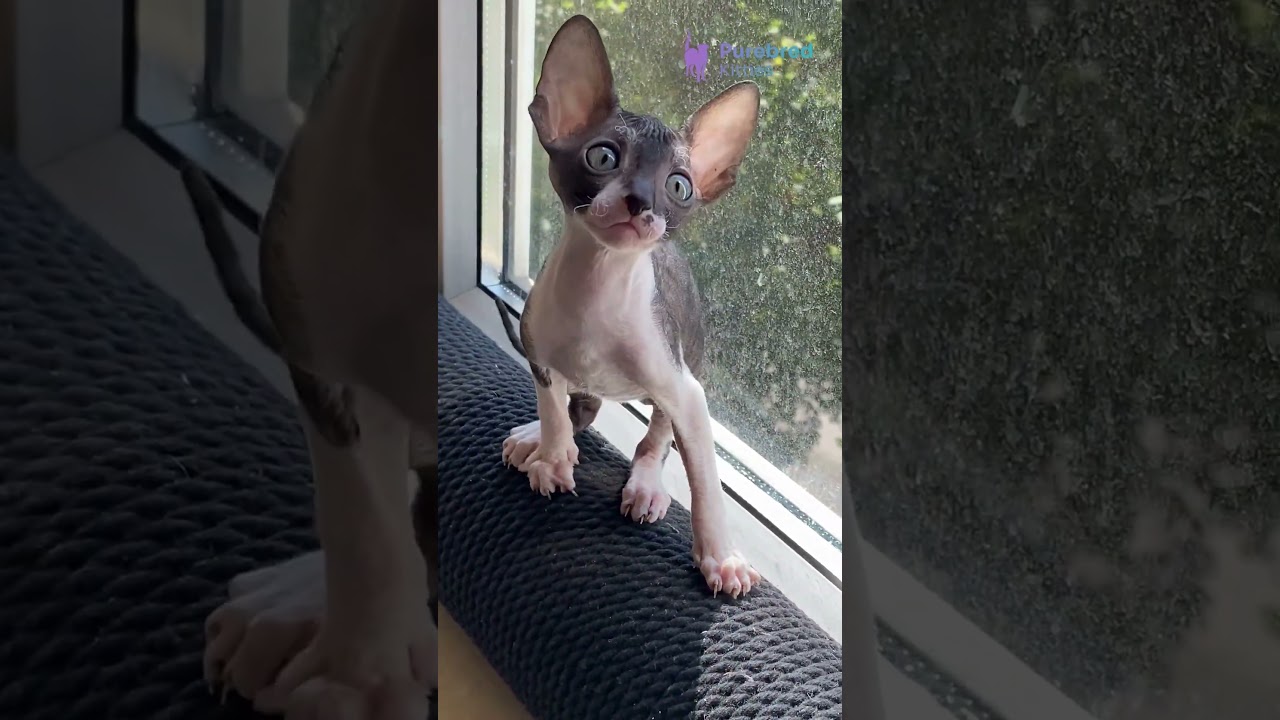 Adopt Ulita: The Cornish Rex Kitten🖤Black Bicolor Beauty with a Hypoallergenic Wavy Coat #CornishRex