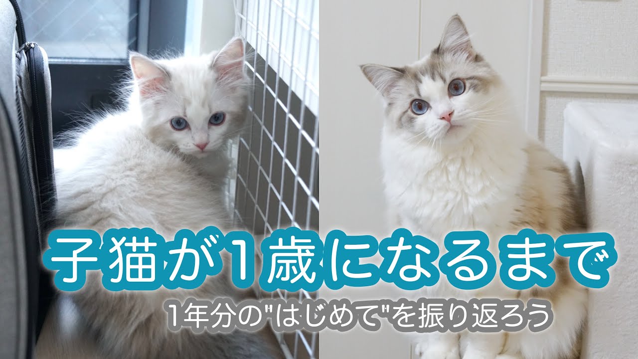【ラグドール成長記録】子猫が1歳になるまでの成長記録｜【Ragdoll Kitten to 1 Year Old】ラグドールの子猫の成長記録｜成猫になるまで