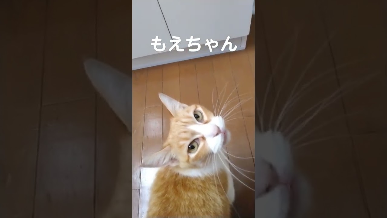 ジャパニーズボブテイル　　　　もえちゃん