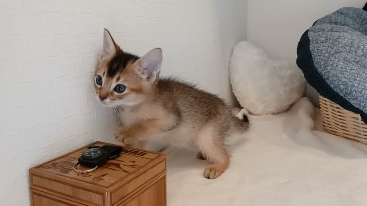 アビシニアン 【人気のルディ色💕とても人懐っこい】アビシニアンの男の子🏝️