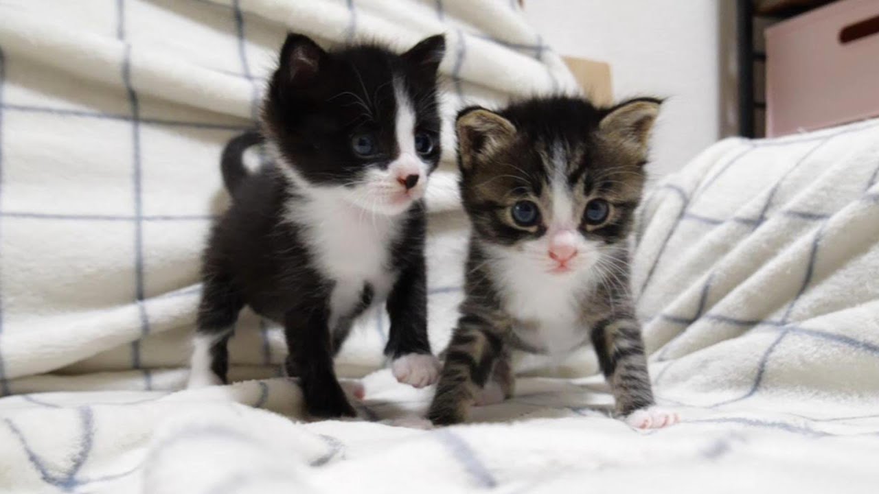 抱っこ先を探す子猫たちがヨチヨチ歩きで部屋を探索する【赤ちゃん猫　保護猫】