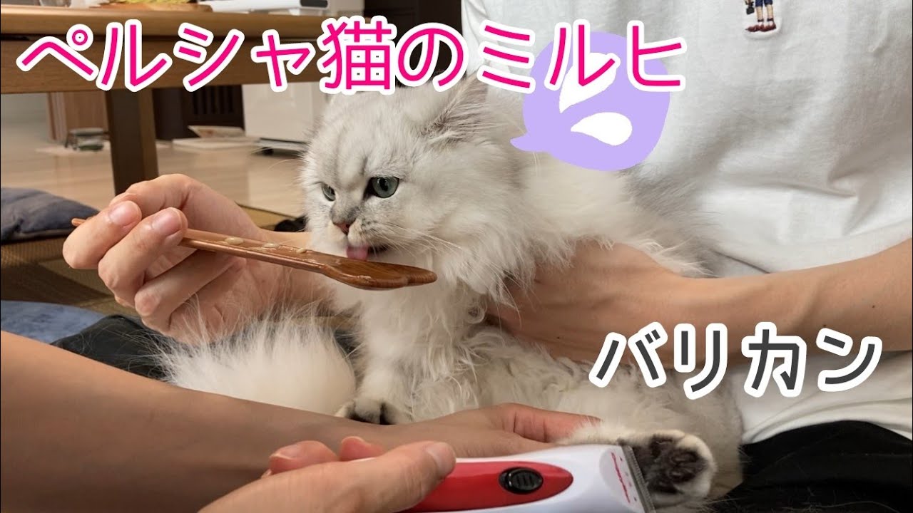 ペルシャ猫のミルヒ 初めてのバリカン