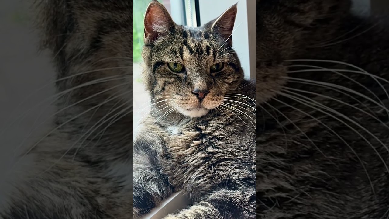 #cat #animals #love #shortsfeed #shorts #ytshorts #youtubeshorts