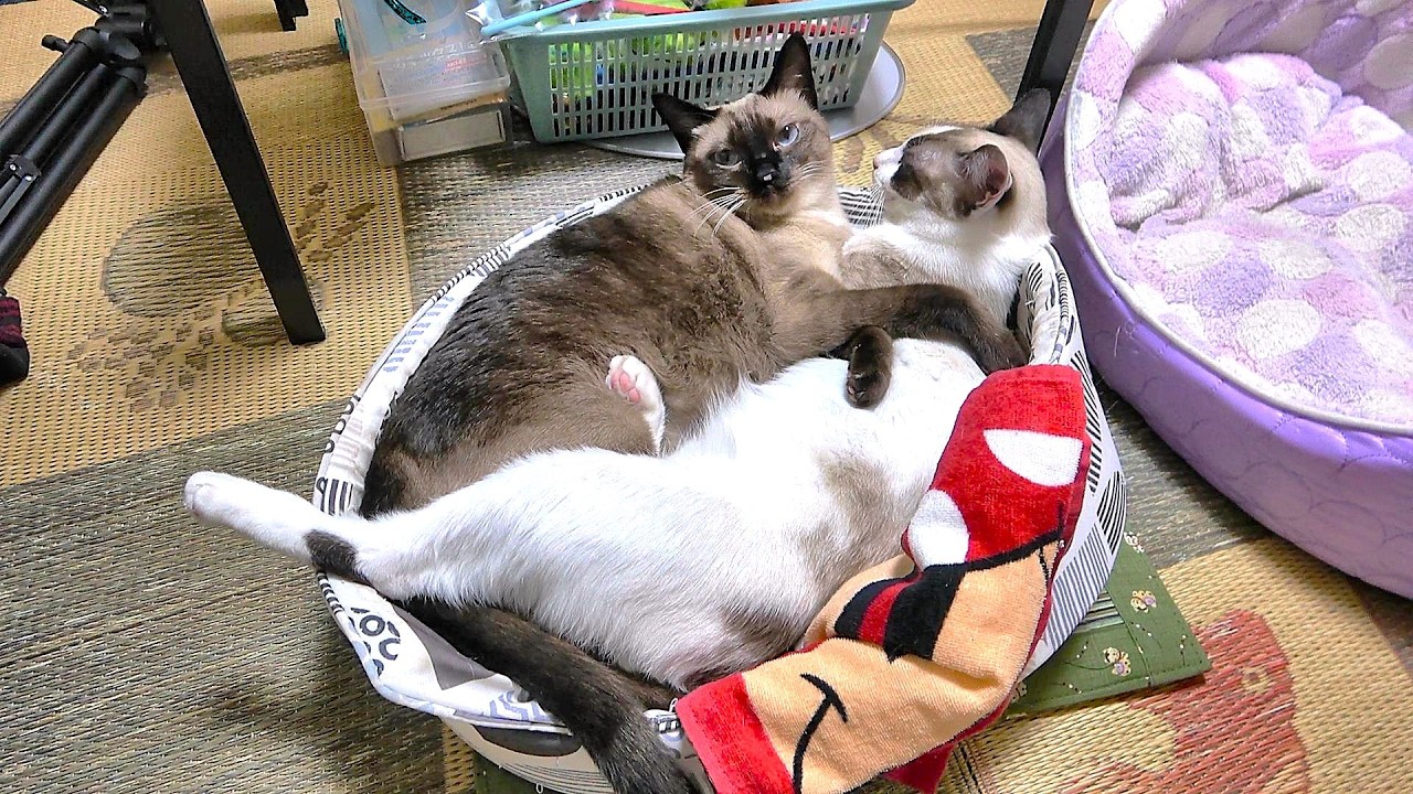 ２匹揃って一つのベッドで寝てたシャム猫に広いベッドをお勧めしたら90秒後に応じてくれた🛏🤩