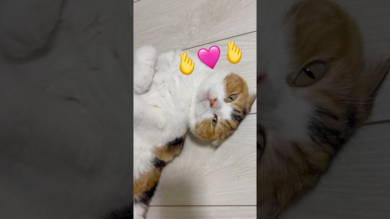 みてる⁈へそ天でみてるからね🐈#スコティッシュフォールド #猫