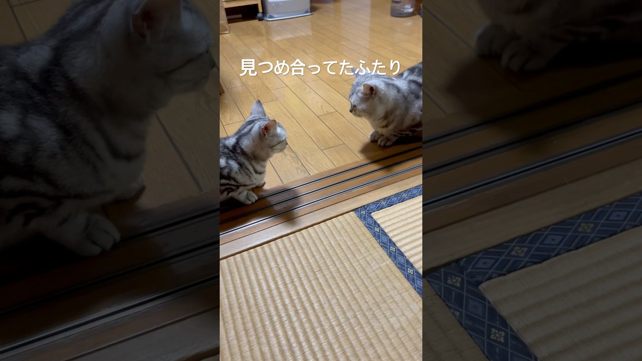 見つめ合うふたり#アメショ#アメリカンショートヘア#子猫#猫の日常#妊婦猫#cat#cats