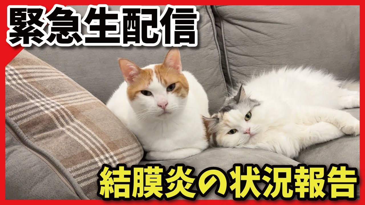 【緊急生配信】師匠の結膜炎について状況ご報告【関西弁でしゃべる猫】【猫アテレコ】